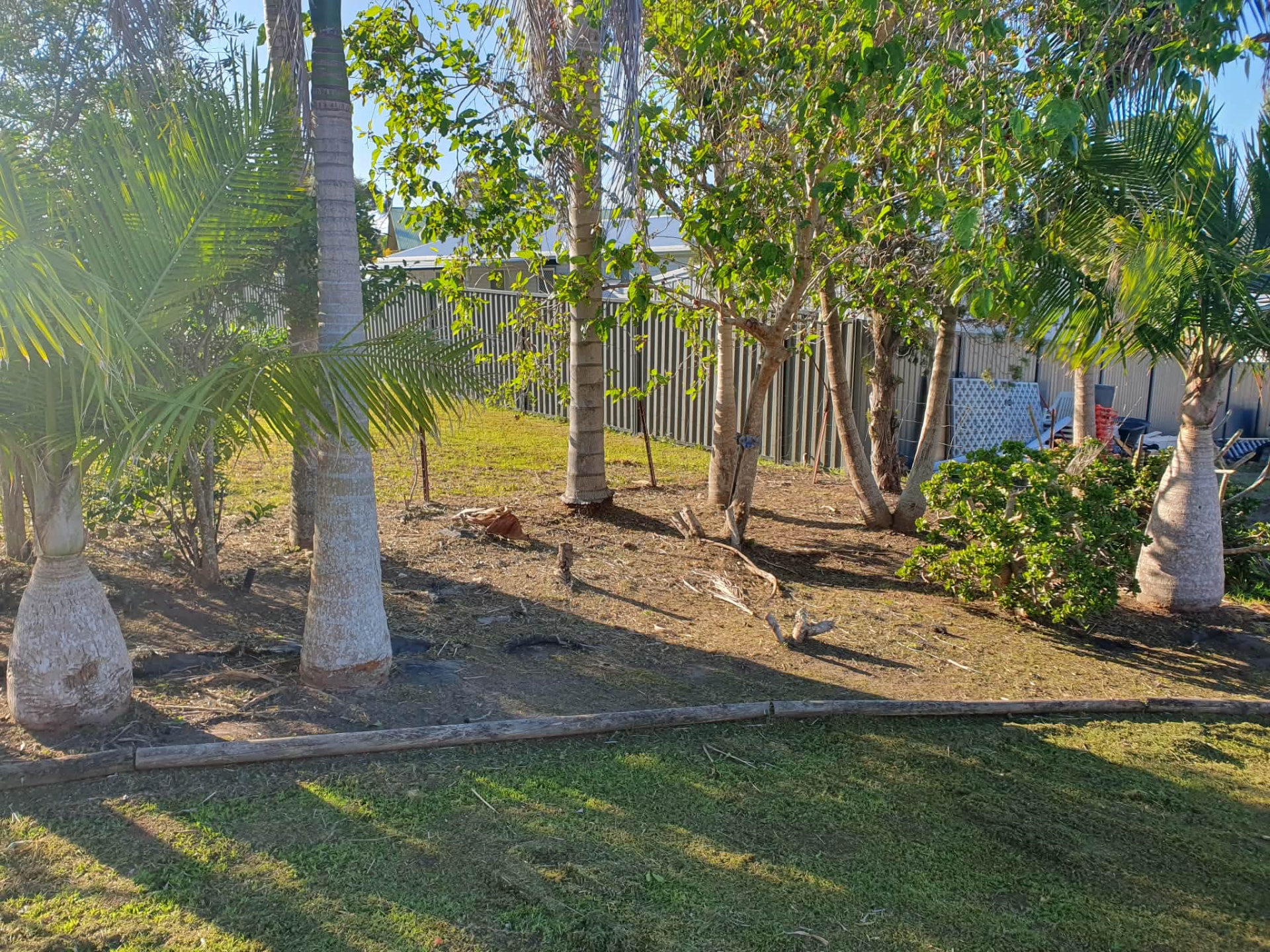 Backyard palms and trees pruned with the ground cleared of debris